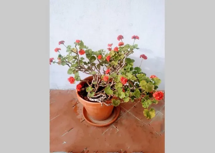 Casa Da Zeca, Garagem Gratuita, Costa Nova